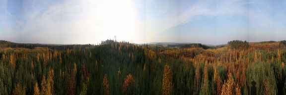 Panorama Puszczy Zielonka