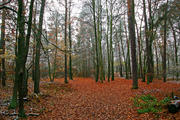 Wielkopolski Park Narodowy