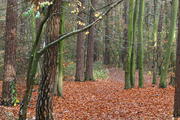 Wielkopolski Park Narodowy