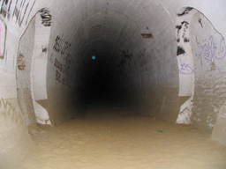 Niebieskie oko nietoperza :)