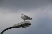 Ptak na moście w Saltstraumem
