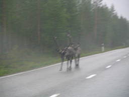 Renifery na drodze w Finlandii