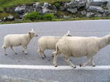 Owce na drodze 63
