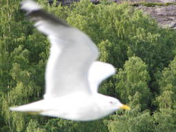 Fiord Geiranger