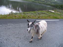 Koza na drodze E16