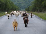 Kozy na drodze E16