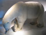 Niedźwiedź polarny w muzeum pod skocznią Holmenkollen