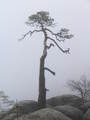 Samotne drzewo na Szczelińcu