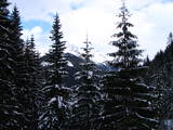 Zimowy Las