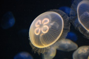 Meduzy