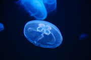 Meduzy