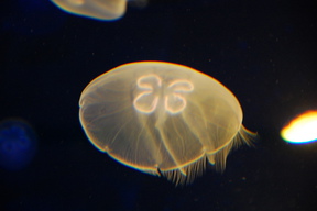 Meduzy