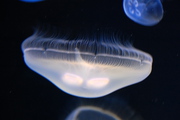 Meduzy