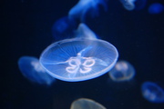 Meduzy