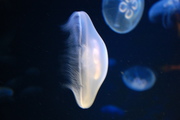 Meduzy