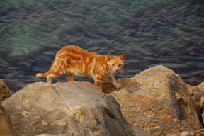 Tarifa