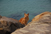 Tarifa