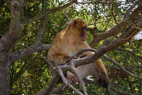 Gibraltar