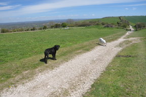 South Downs Way