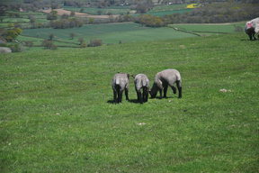 South Downs Way