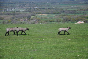 South Downs Way