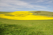 South Downs Way