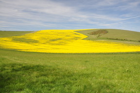 South Downs Way